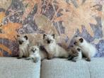 Prachtig Ragdoll nestje, Meerdere dieren, Ontwormd