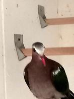 Groenvleugelduiven, Mannelijk, Geringd