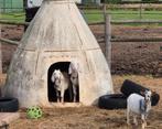 2 x schuilhok kleinvee, Dieren en Toebehoren, Schapen, Geiten en Varkens, Meerdere dieren, Geit