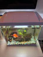 Aquarium met inhoud, Dieren en Toebehoren, Vissen | Aquaria en Toebehoren, Ophalen, Zo goed als nieuw, Gevuld zoetwateraquarium