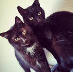 Katers zoeken nieuw huisje, Kater, Kortharig, 6 jaar of ouder