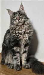 Maine Coon Male Yoski Aldonas Gift *PL, Kater, Gechipt