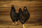 Mooie, grote Barnevelders | Goede leggers | Jonge kippen, Kip, Meerdere dieren