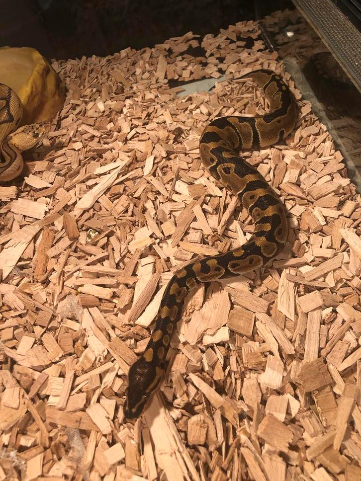 Koningspython/balpython Enchi 100% het pied Ball Python - female for sale from Sietze