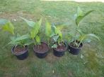 Canna met rode bloem, Tuin en Terras, Ophalen, Zomer, Overige soorten, Volle zon