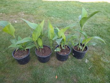 Canna met rode bloem beschikbaar voor biedingen