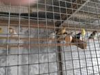 8 stuks kuif kanaries, Meerdere dieren, Kleurkanarie