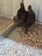 Europese patrijsen, Dieren en Toebehoren, Meerdere dieren, Overige soorten