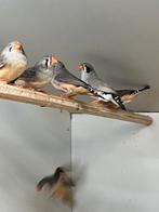 Kleine zebravinken, Dieren en Toebehoren, Vogels | Overige Vogels, Meerdere dieren, Tropenvogel