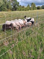 7 Drents Heideschaap rammen tussen 2 mnd en 4 mnd oud, Dieren en Toebehoren, Schapen, Geiten en Varkens, Meerdere dieren, Schaap