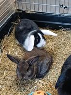 3 jonge raszuivere Minilop hangoordwergjes, Meerdere dieren, Klein, Hangoor, 0 tot 2 jaar