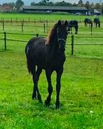 mooi fries merrie veulen uit vol boek merrie, Dieren en Toebehoren, Paarden, Merrie, Minder dan 160 cm, 0 tot 2 jaar