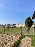stalling en weidegang aangeboden, Dieren en Toebehoren, Stalling en Weidegang, Weidegang, 2 of 3 paarden of pony's