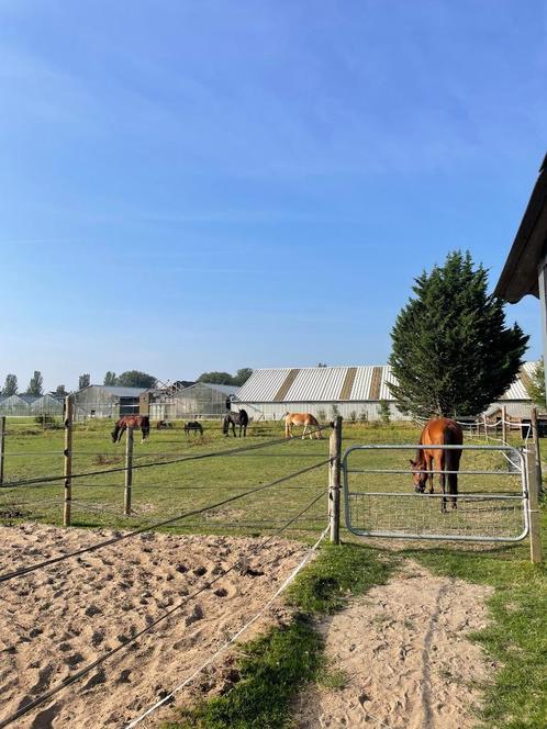 stalling en weidegang aangeboden, Dieren en Toebehoren, Stalling en Weidegang, Stalling, Weidegang, 2 of 3 paarden of pony's