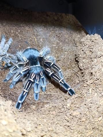 Diverse vogelspinnen en springspinenn caribena , Metallica , beschikbaar voor biedingen