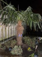 Mooie Palmboom - Zelf uitgraven!, Tuin en Terras, Planten | Bomen, Bloeit niet, 100 tot 250 cm, Palmboom, Ophalen