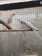 Bewezen Koppel halsband parkieten, Meerdere dieren, Parkiet