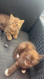 Britsekorthaar kittens te koop, Dieren en Toebehoren, Katten en Kittens | Raskatten | Korthaar, Meerdere dieren, Met stamboom