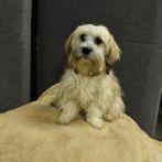 sinterklaas kado : boomer pups  (1 teefje ), Maltezer, Nederland, 15 weken tot 1 jaar, CDV (hondenziekte)