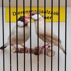 Koppel rijden mokka, Meerdere dieren