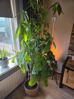 Geldboom / Pachira Aquatica, Ophalen of Verzenden, Halfschaduw, 150 tot 200 cm