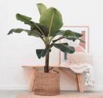 Bananenplant!, Huis en Inrichting, Kamerplanten, Ophalen of Verzenden