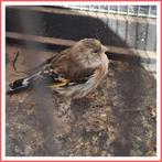 bastaard  putter kanarie, Dieren en Toebehoren, Vogels | Kanaries, Mannelijk, Bastaard
