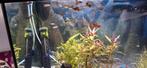 Mooie endler guppen, Dieren en Toebehoren, Vissen | Aquariumvissen, Vis