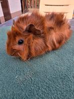 Cavia beertje., Dieren en Toebehoren, Knaagdieren, Augustus, Mannelijk, Cavia