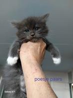 Maincoon kittens, Dieren en Toebehoren, Katten en Kittens | Raskatten | Langhaar, Meerdere dieren