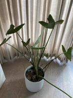 Alcasia olifanten plant, Huis en Inrichting, Ophalen, Overige soorten, Halfschaduw, In pot