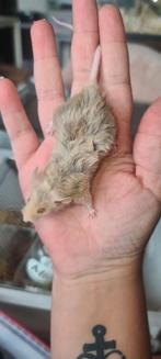 Leuke lieve jonge texel kleurmuis dames zoeken huisje, Dieren en Toebehoren, Muis, Vrouwelijk, Mei, Tam