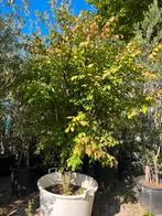 Euyonymous alataus 250 cm, Ophalen, Volle zon, Overige soorten