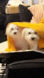 Honden, Dieren en Toebehoren, Poedel, Nederland, 15 weken tot 1 jaar, CDV (hondenziekte)
