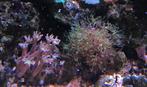 Zeeaquarium koraal stekken, Dieren en Toebehoren, Ophalen of Verzenden, Nieuw, Overige typen
