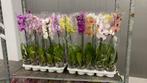phalaenopsis gem (70 st)  5 euro 1st. All for 300, Huis en Inrichting, Woonaccessoires | Droogbloemen, Ophalen of Verzenden, Zo goed als nieuw