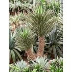 Yucca Filifera - Palmlelie g70407