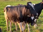 Fokstier zwartbond, Dieren en Toebehoren, Runderen, Mannelijk