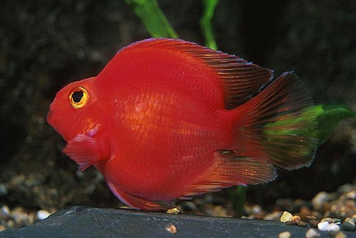 parrot cichlid Rode Papegaai cichlide - Koidream Valburg, Dieren en Toebehoren, Vissen | Aquariumvissen, Zoetwatervis, Vis