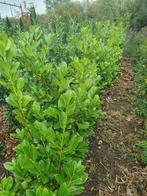 Laurier novita en rotundifolia 180cm hoog, Tuin en Terras, Planten | Struiken en Hagen, Ophalen of Verzenden, Laurier, 100 tot 250 cm