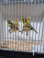 kleurkanaries  agaat geel 2 koppels  + meerdere mannen, Meerdere dieren, Kleurkanarie