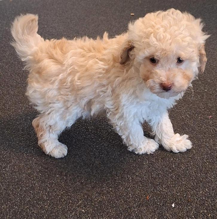 toypoedel reutje abricot / blond / merle, Dieren en Toebehoren, Honden | Chihuahua's en Gezelschapshonden, Reu, Poedel, Fokker | Hobbymatig