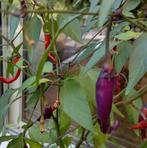 Zaden Spaanse Peper paars, Tuin en Terras, Verzenden, Voorjaar, Volle zon, Zaad
