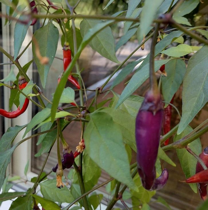Zaden Spaanse Peper paars, Tuin en Terras, Bloembollen en Zaden, Zaad, Voorjaar, Volle zon, Verzenden