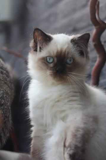 Britse Lang/korthaar kittens met stamboom, mogen verhuizen beschikbaar voor biedingen