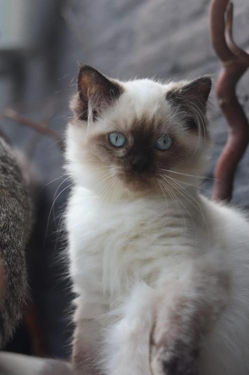 Britse Lang/korthaar kittens met stamboom, mogen verhuizen, Dieren en Toebehoren, Katten en Kittens | Raskatten | Langhaar, Meerdere dieren
