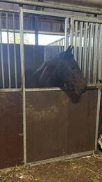 Aangeboden : veulenopfok / pensionstalling, Dieren en Toebehoren, Stalling en Weidegang, Stalling, 4 paarden of pony's of meer