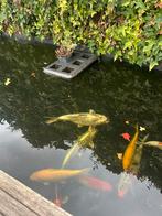 Koi karpers, Dieren en Toebehoren, Vissen | Vijvervissen, Karper of Koi