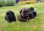 4 prachtige boomer pups, Dieren en Toebehoren, Honden | Chihuahua's en Gezelschapshonden, Overige rassen, 8 tot 15 weken, Meerdere