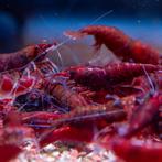 Neocaridina Bloody Mary Garnalen, Kreeft, Krab of Garnaal